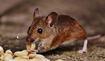 termite-baiting-systems Experts in Jax